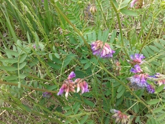 Vicia nervata