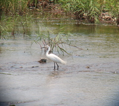 Egretta garzetta