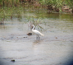 Egretta garzetta