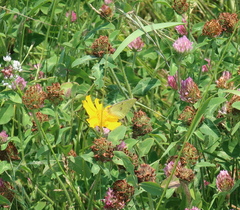Colias poliographus