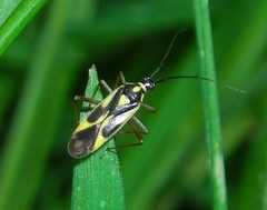 Grypocoris