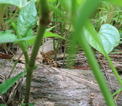 Epirhyssa latimandibularis