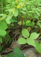 Epirhyssa latimandibularis