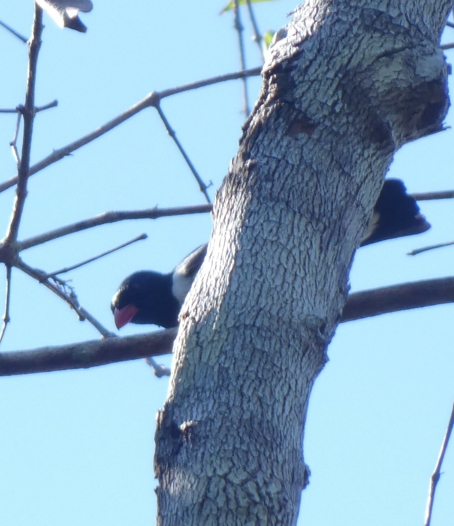 Red-billed Pied Tanager (Lamprospiza melanoleuca), photo 7