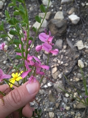 Indigofera langebergensis