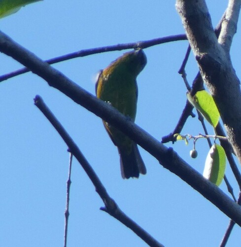 Dotted Tanager (Ixothraupis varia), photo 4