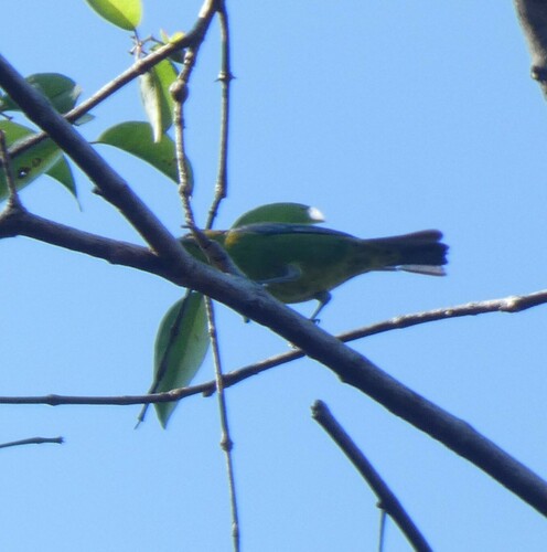 Dotted Tanager (Ixothraupis varia), photo 2