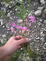 Indigofera langebergensis