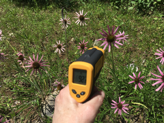 Echinacea tennesseensis