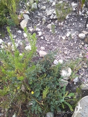 Indigofera langebergensis