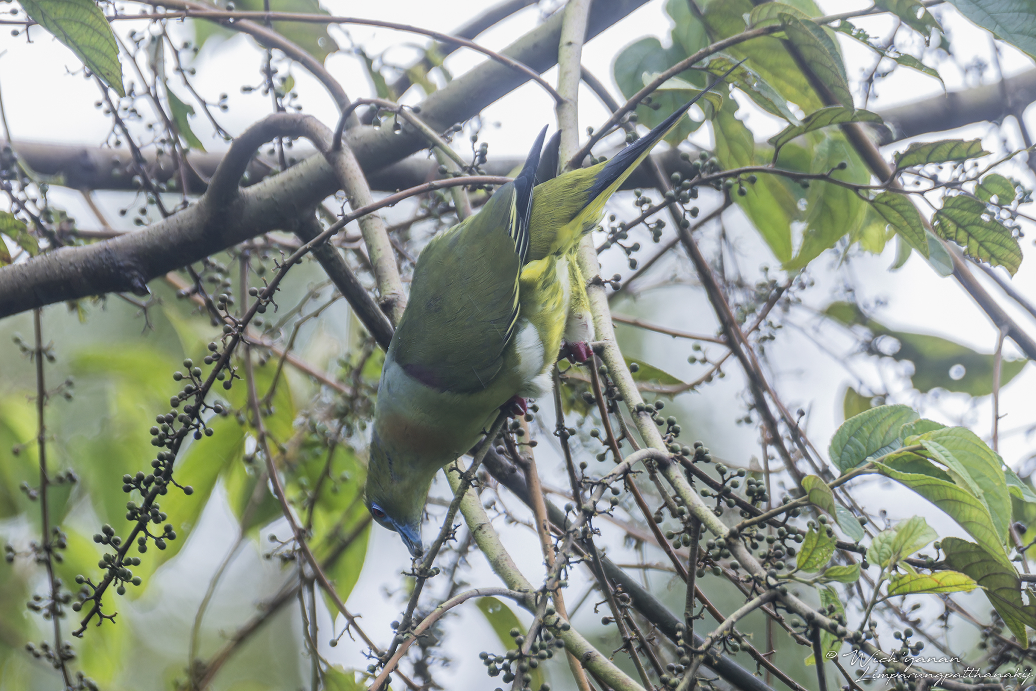 Yellow-vented Green Pigeon