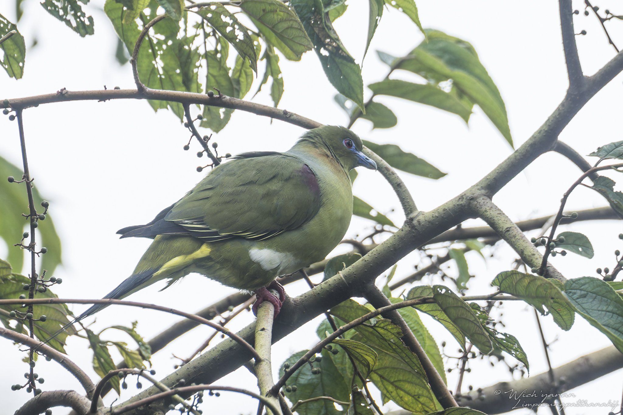 Yellow-vented Green Pigeon