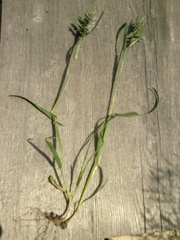 Sclerochloa dura