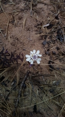 Iberis ciliata