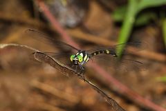 Macrogomphus kerri