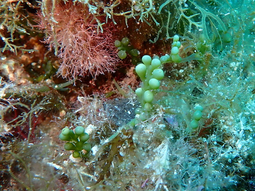 Photo of Cylindrical Caulerpa (Caulerpa cylindracea)