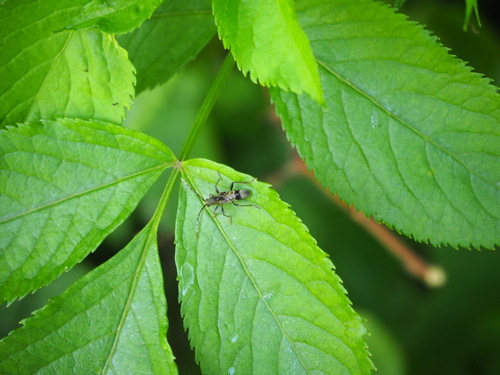 Anaglyptus gibbosus