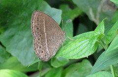 Mycalesis janardana
