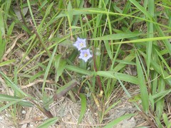 Gentiana loureiroi