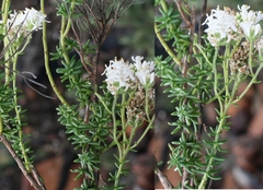 Selago myriophylla