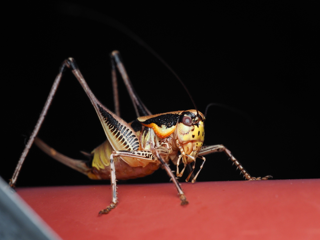 Schmidt's Marbled Bush-cricket