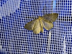 Philereme vetulata