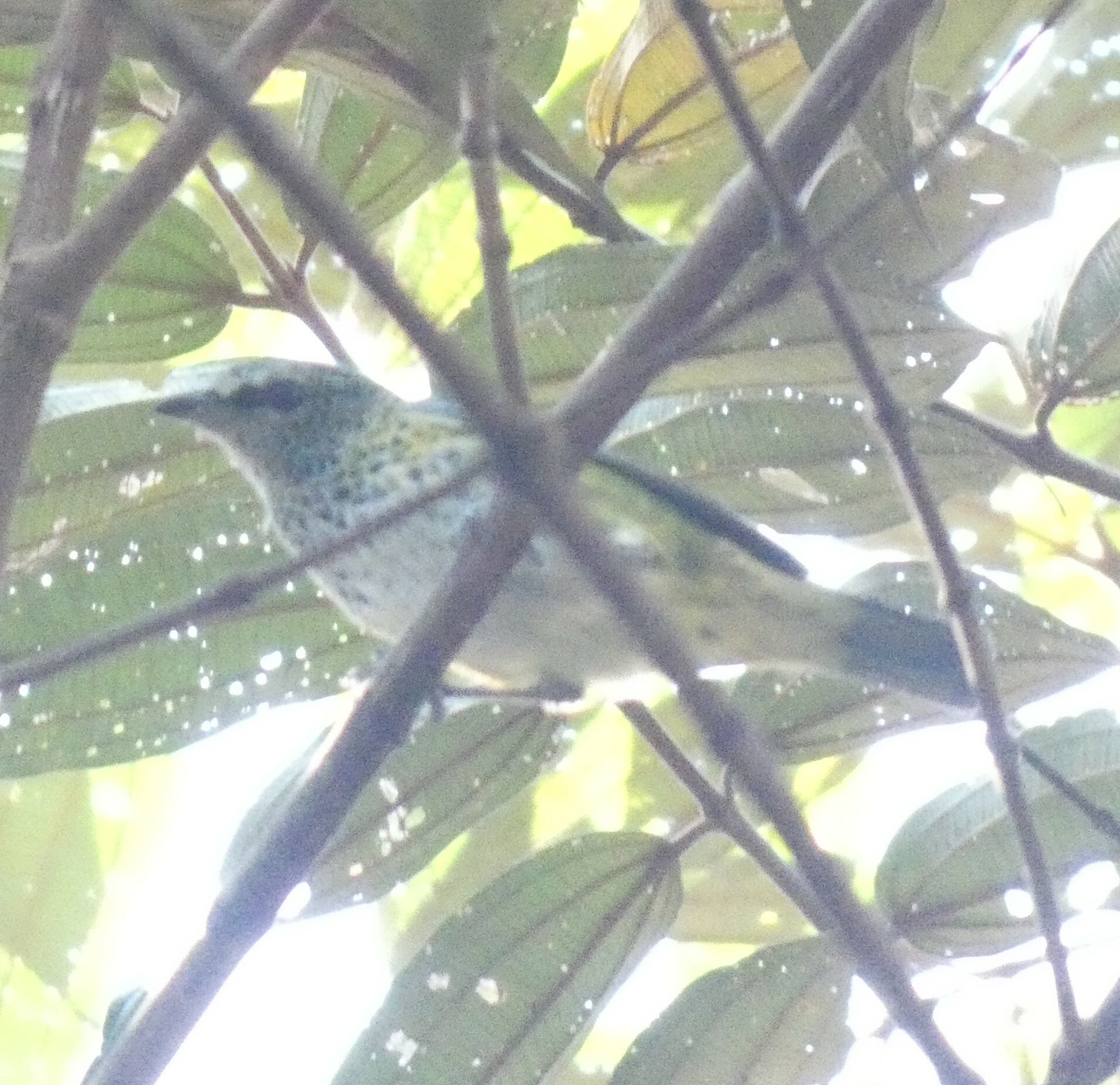 Spotted Tanager (Ixothraupis punctata), photo 10