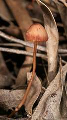 Mycena kuurkacea