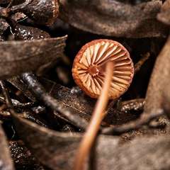 Mycena kuurkacea