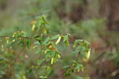Correa reflexa lobata