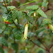 Correa reflexa lobata - Photo (c) Reiner Richter, some rights reserved (CC BY-NC-SA), uploaded by Reiner Richter