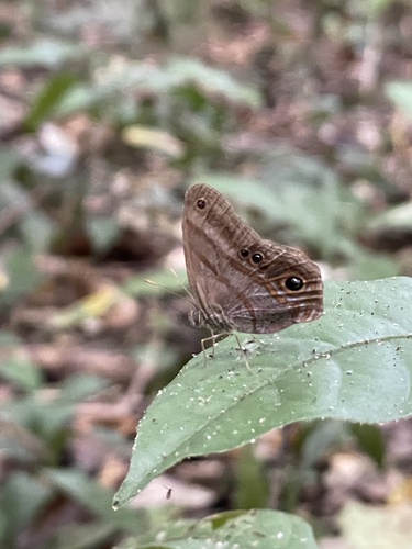 Chloreuptychia catharina