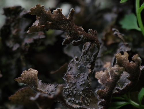 Pseudocyphellaria norvegica