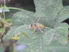 Milesia sinensis