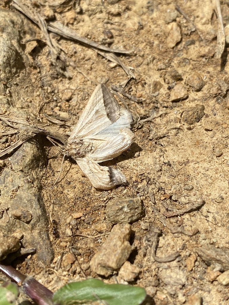 Ptichodis dorsalis