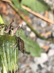 Holcostethus sphacelatus