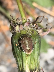 Holcostethus sphacelatus