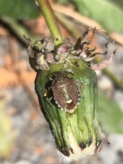 Holcostethus sphacelatus