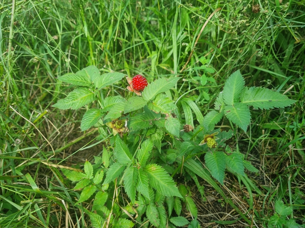 Foto de Framboesa-silvestre