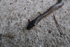 Hebius vibakari