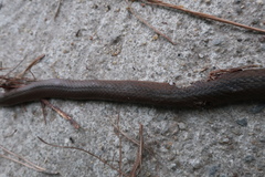 Hebius vibakari