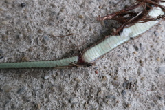 Hebius vibakari