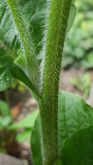 Pentaglottis