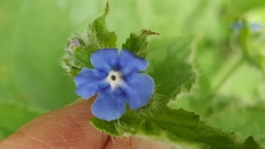 Pentaglottis
