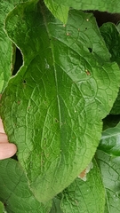 Pentaglottis