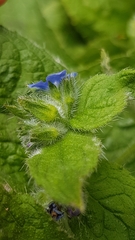 Pentaglottis