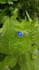 Pentaglottis