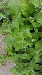 Pentaglottis