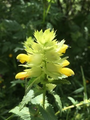 Rhinanthus alectorolophus