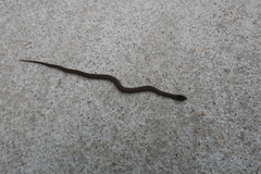 Hebius vibakari